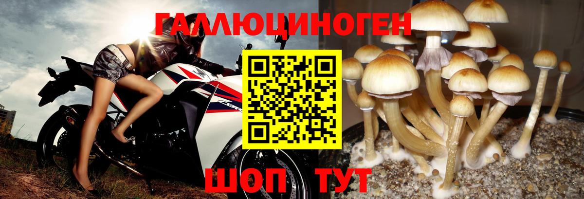 Галлюциногенные грибы Psilocybine cubensis Севастополь